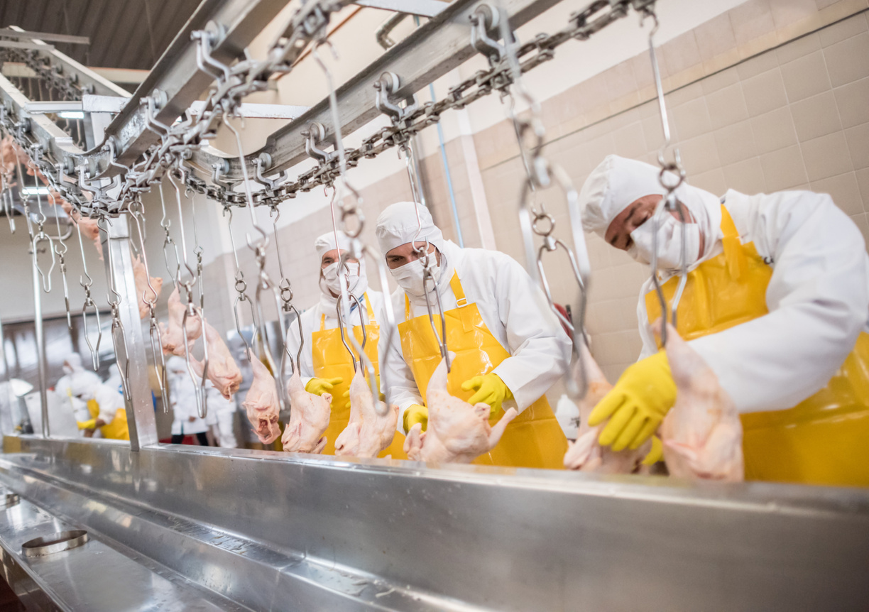 food factory workers in yellow aprons are working on a conveyor belt, wearing all relevant PPE.